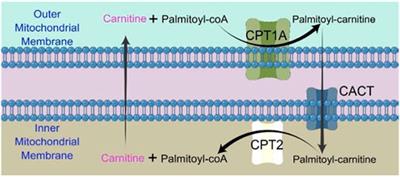 Mitochondrial CPT1A: Insights into structure, function, and basis for drug development